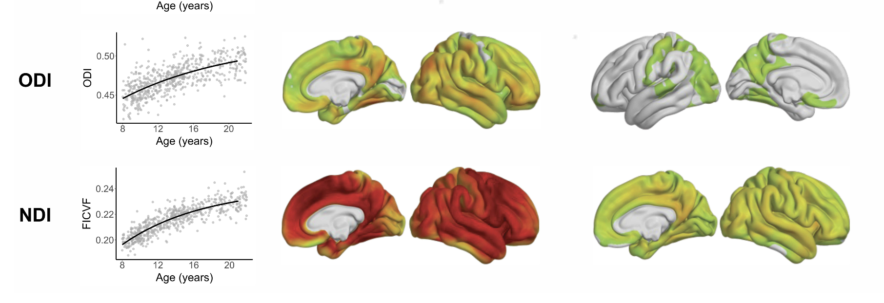 Cortical Microstructure Maturation